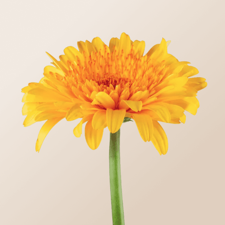 Calendula Petals